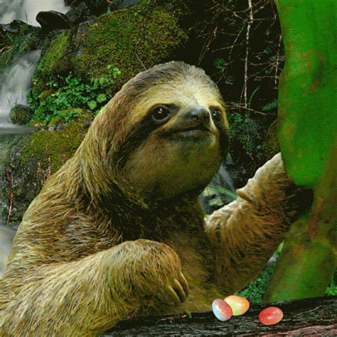 sloth gif|happy sloth gif.